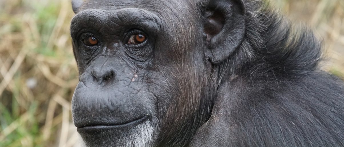 Captive Primate Safety Act (Federal) Animal Legal Defense Fund