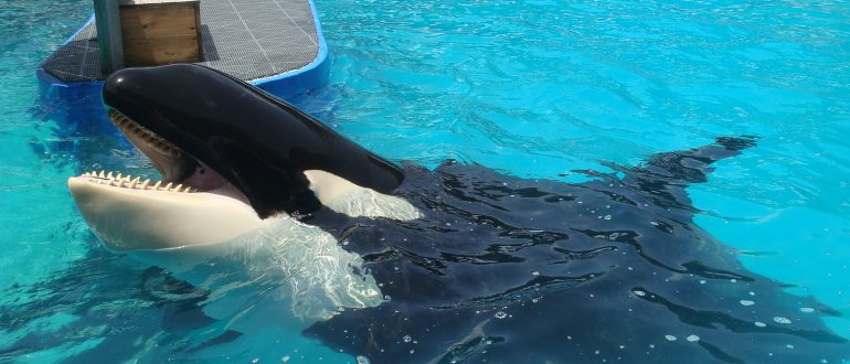 Demand an End to Cruel Orca Captivity at the Miami Seaquarium - Animal ...