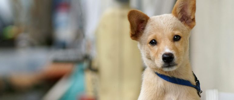 California Court Of Appeals Affirms SPCAs Can Enforce State Animal Cruelty Laws Animal Legal california-court-of-appeals-affirms-spcas-can-enforce-state-animal-cruelty-laws-animal-legal