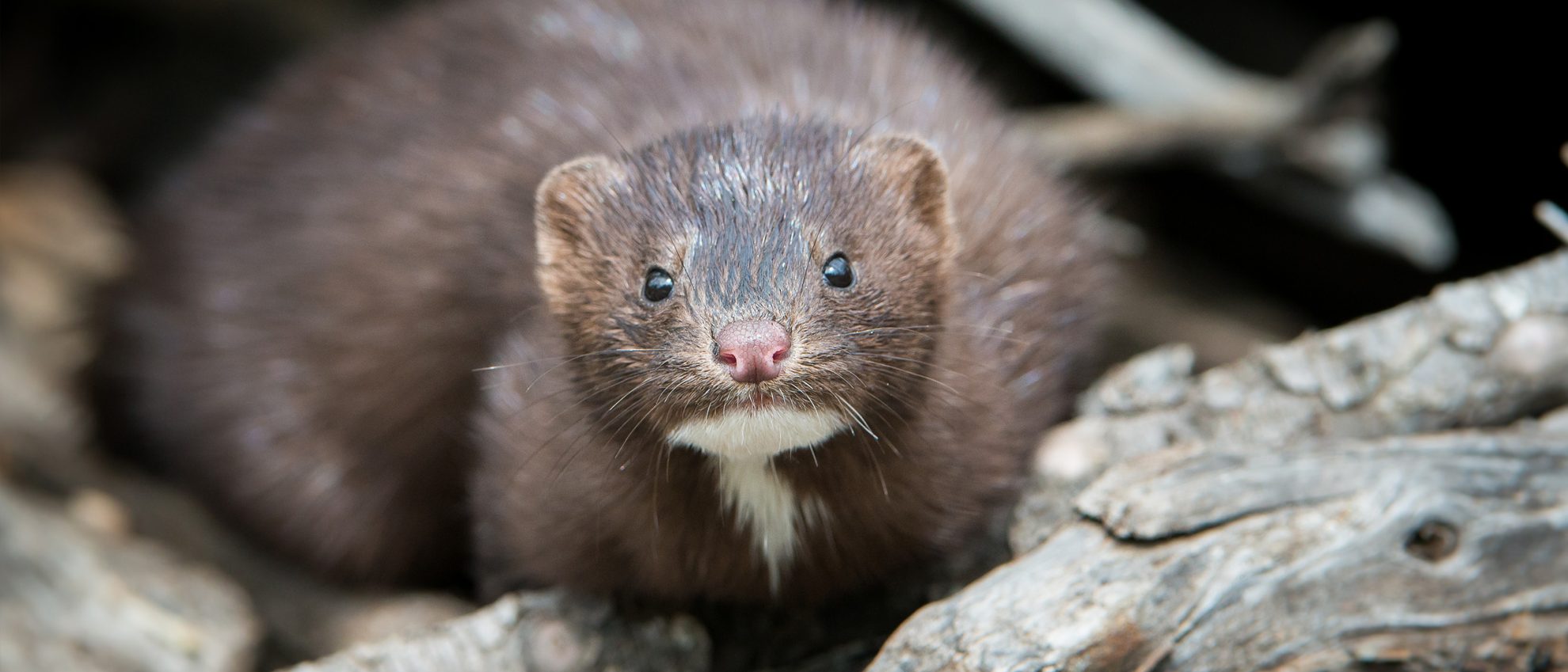 Mink VIRUS Act (Federal) Animal Legal Defense Fund