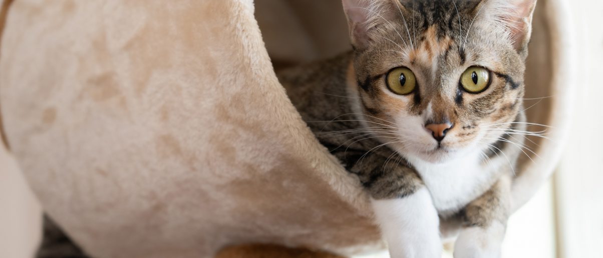 Pennsylvania Ban Cruel Cat Declawing! Animal Legal Defense Fund