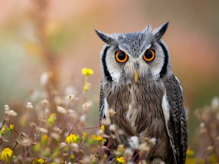 Animal Legal Defense Fund - The Legal Voice for All Animals