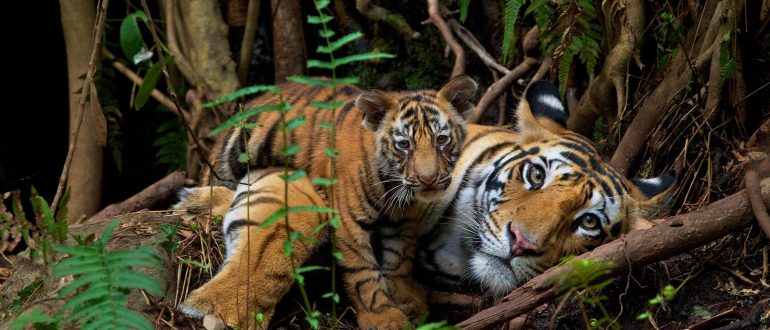 Animal Legal Defense Fund - The Legal Voice for All Animals