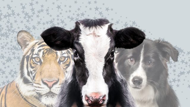 Articles – Animal Legal Defense Fund