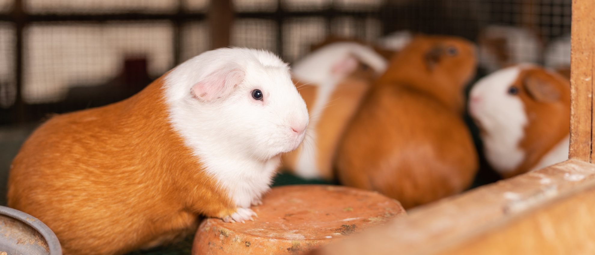 Ordinance to Prohibit the Sale of Guinea Pigs in Pet Shops (Boston, Massachusetts) Animal