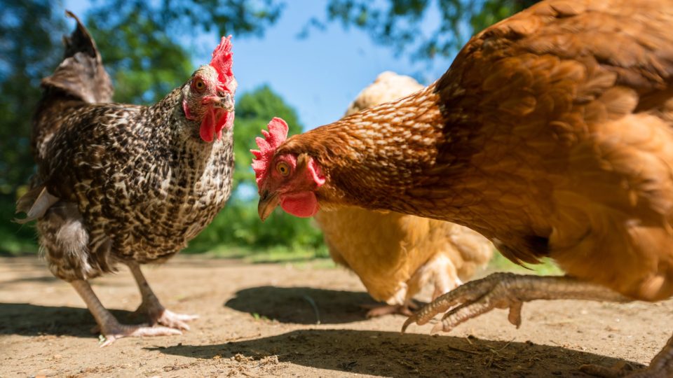 Animal Legal Defense Fund - The Legal Voice for All Animals