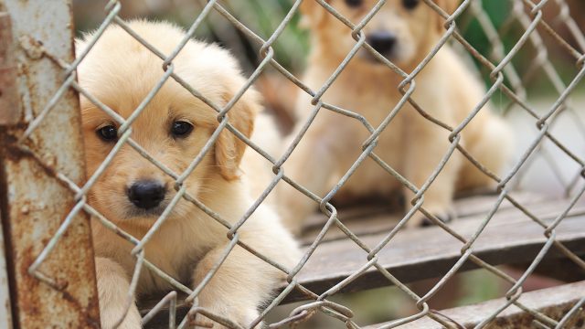 States with Retail Pet Sale Bans