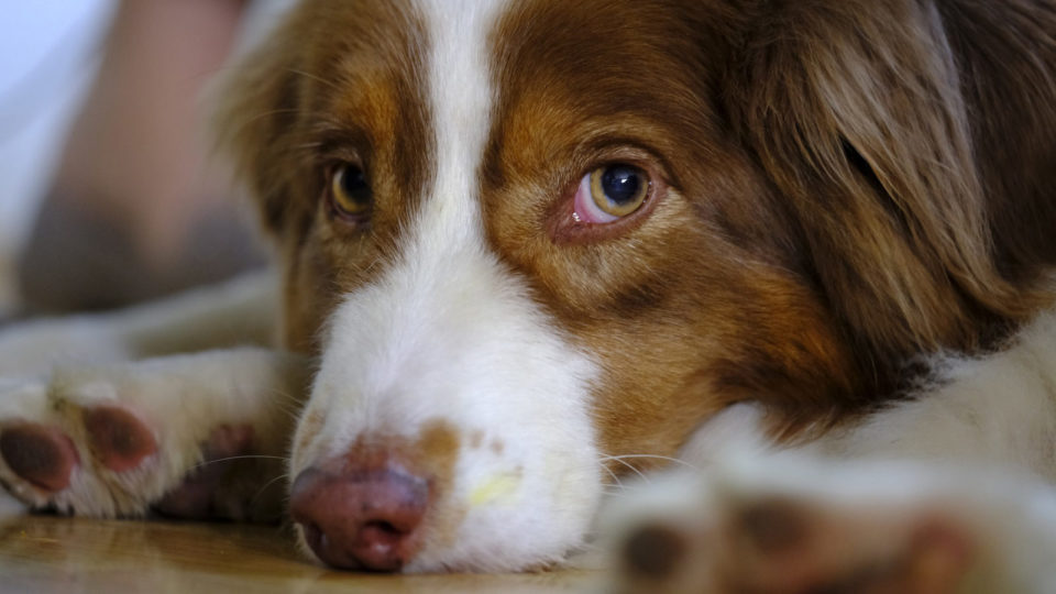 Massachusetts Protect Dogs and Cats Used in Research Animal Legal