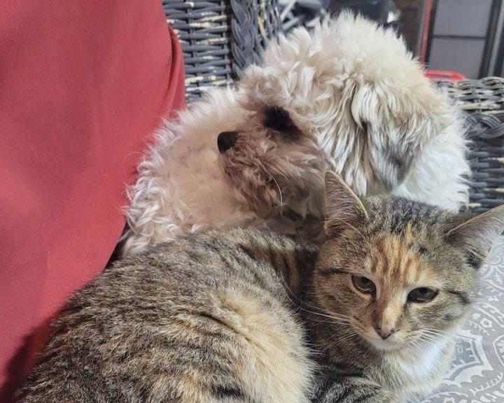 Animal Legal Defense Fund - The Legal Voice for All Animals