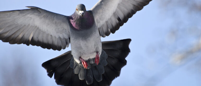 Pennsylvania: Help Protect Animals from Cruel Pigeon Shoots - Animal ...