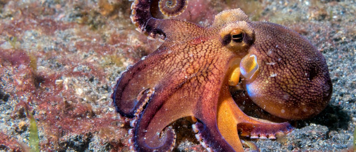 Help Ban Cruel Octopus Farming in the U.S. - Animal Legal Defense Fund