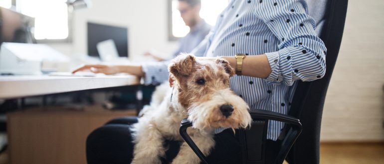 Workplace Giving - Animal Legal Defense Fund