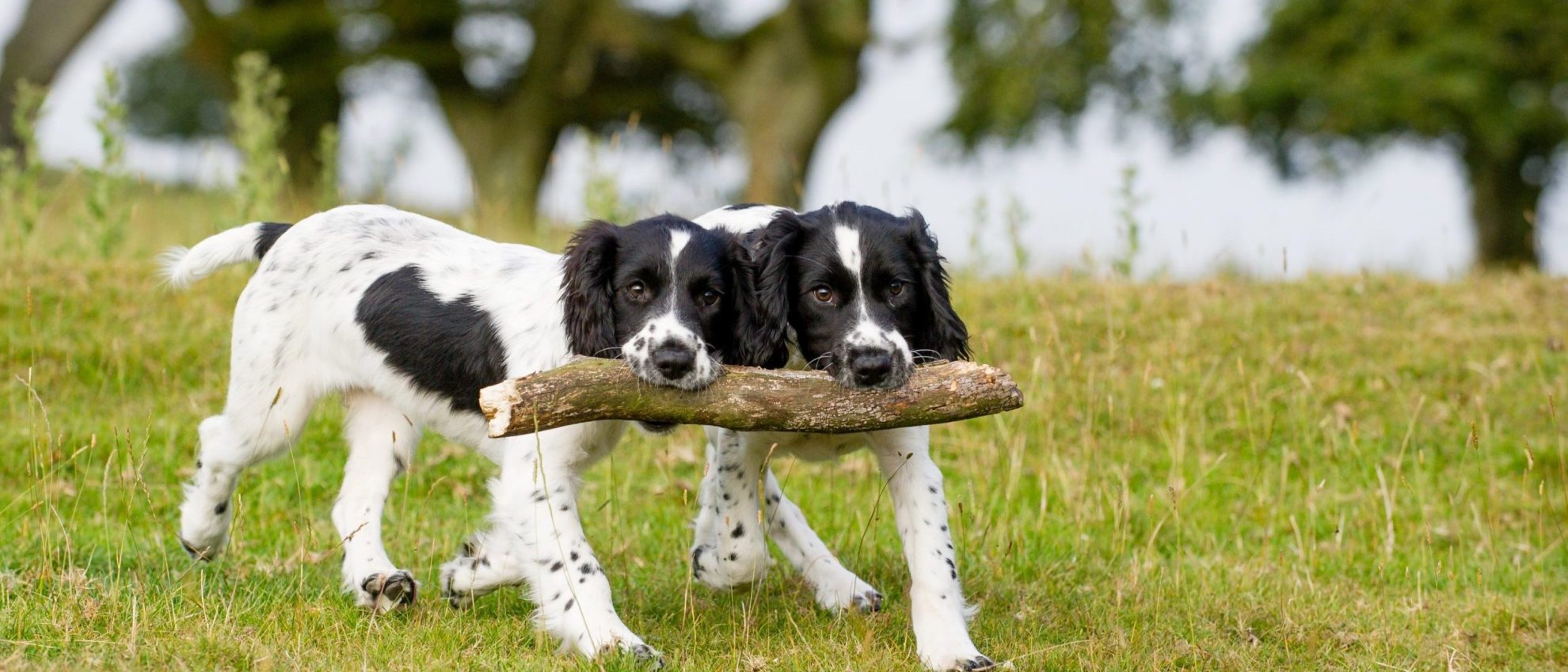 Animal Legal Defense Fund - The Legal Voice for All Animals