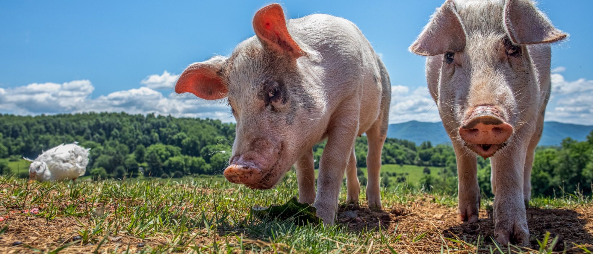 Animal Legal Defense Fund - The Legal Voice for All Animals