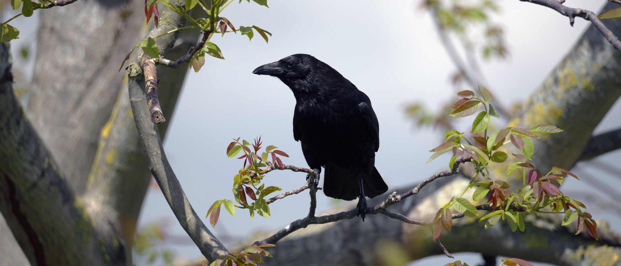 Animal Legal Defense Fund - The Legal Voice for All Animals