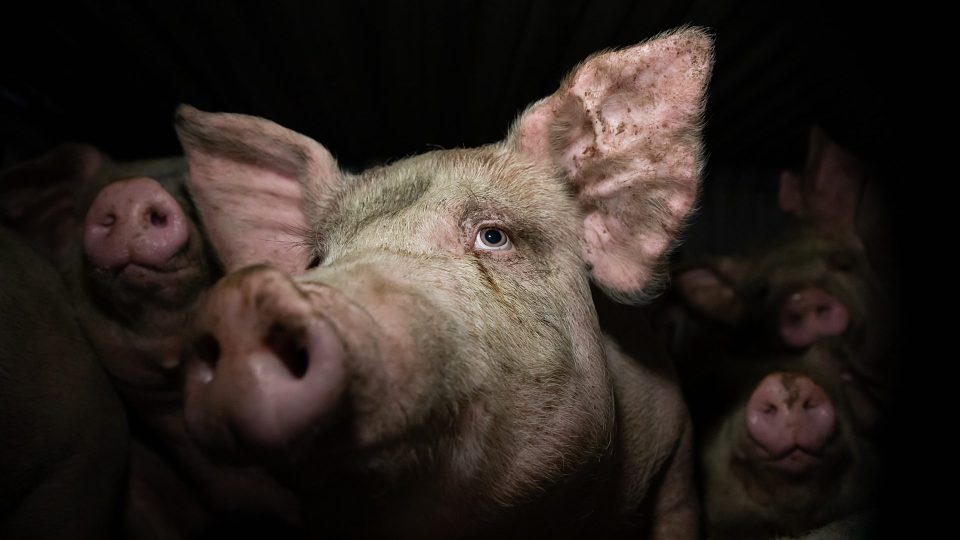 How to help a neighbor's neglected animal - Animal Legal Defense Fund