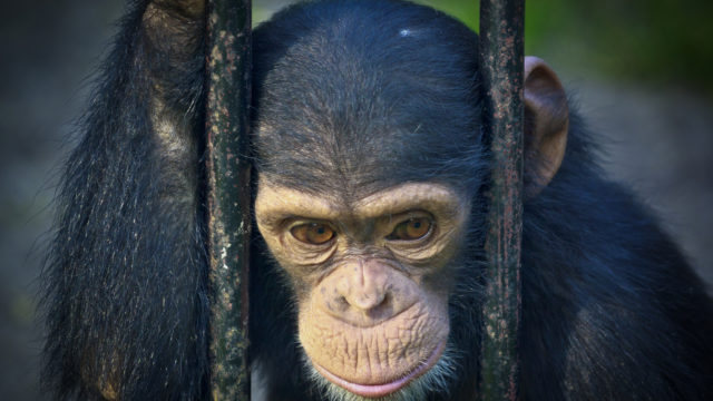 Animals Used in Research - Animal Legal Defense Fund