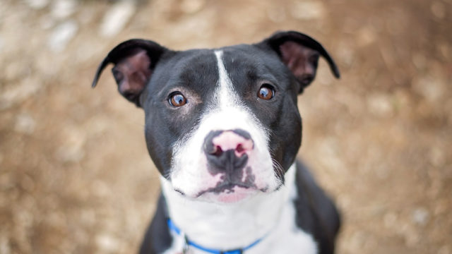 Eagles quarterback Michael Vick takes dog training classes at New